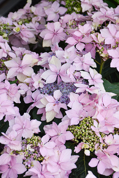 Tuff Stuff Ah-Ha&reg; Hydrangea