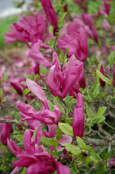 Susan Magnolia