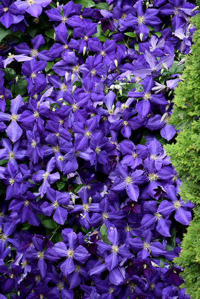 Jackmanii Clematis