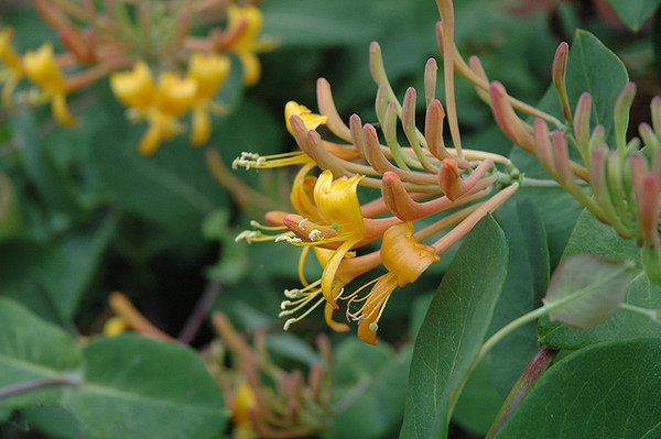 Mandarin Trumpet Honeysuckle