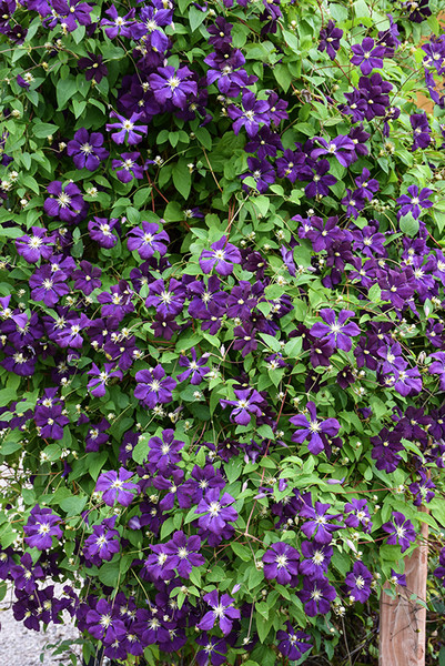 Jackmanii Superba Clematis