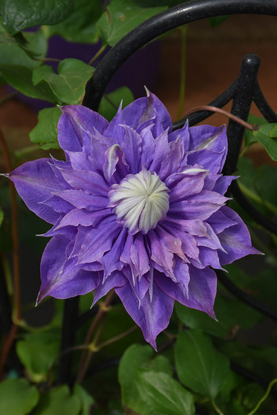 Diamantina Clematis