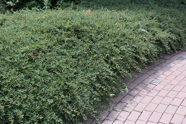 Coral Beauty Cotoneaster