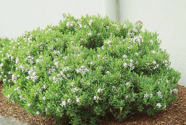 Carol Mackie Daphne - Tree Valley Garden Centre