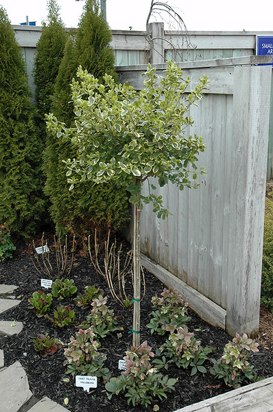 Canadale Gold Wintercreeper (tree form)