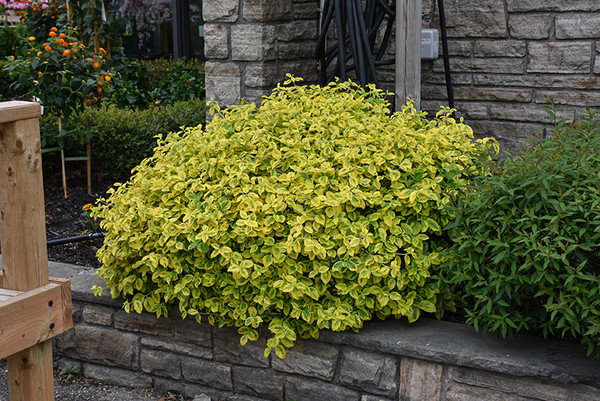 Canadale Gold Wintercreeper