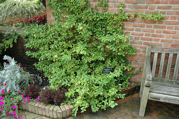 Sarcoxie Wintercreeper