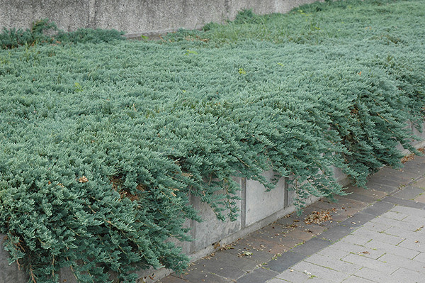 Icee Blue Juniper