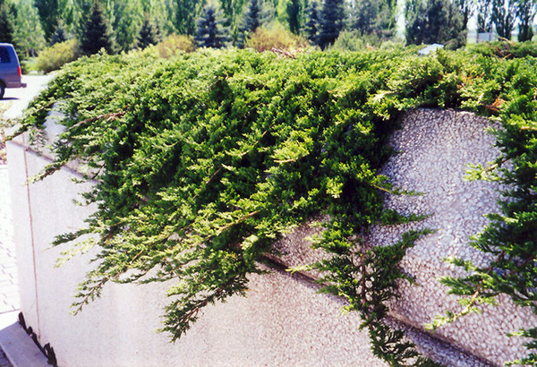 Prince of Wales Juniper