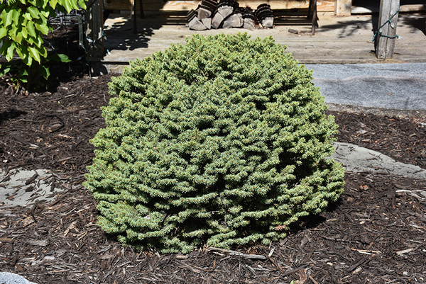 Dwarf Serbian Spruce