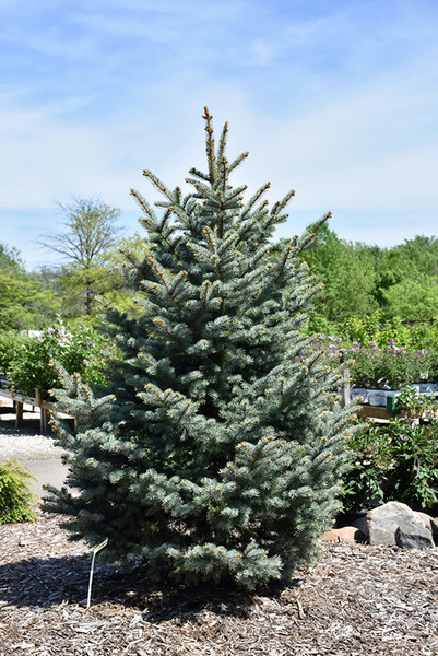 Bakeri Blue Spruce