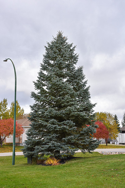 Blue Colorado Spruce