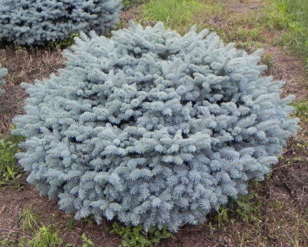 Globe Blue Spruce