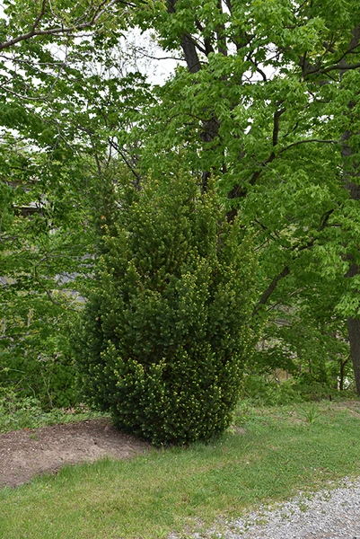 Hill's Yew
