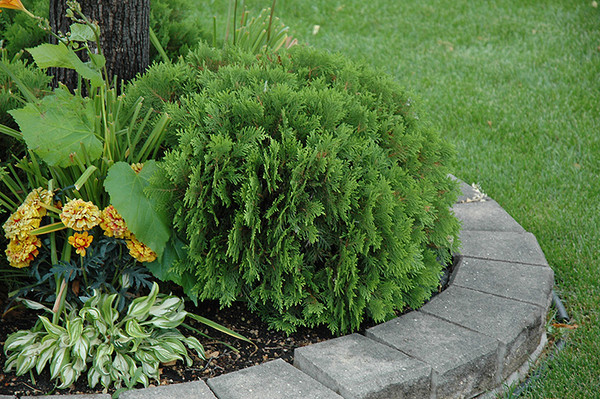 Danica Arborvitae