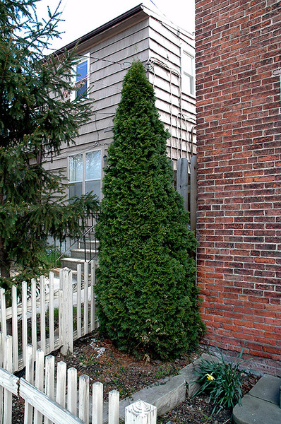 Dark Green Arborvitae