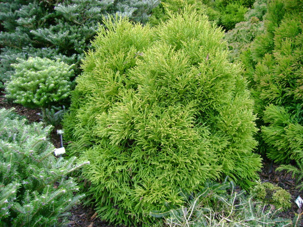 Little Champion Globe Cedar