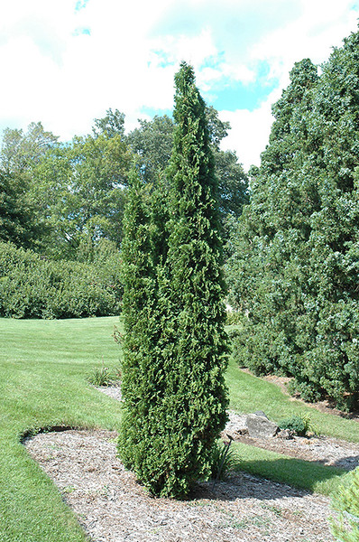 Degroot's Spire Arborvitae