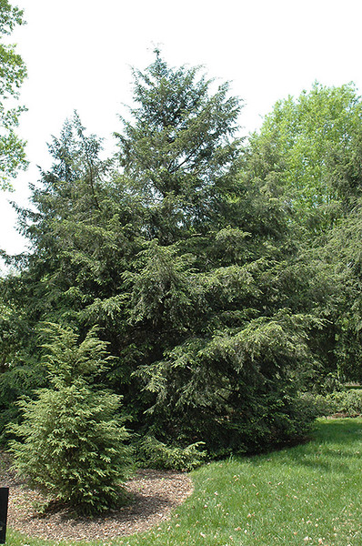 Canadian Hemlock