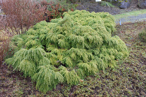 Jeddeloh Hemlock