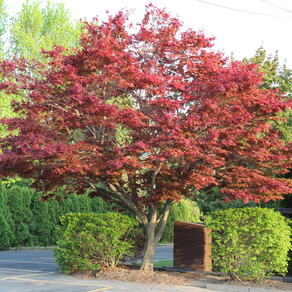 Emperor I Japanese Maple