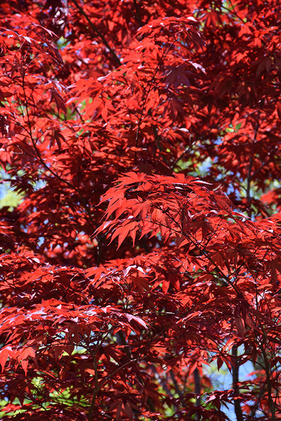 Emperor I Japanese Maple
