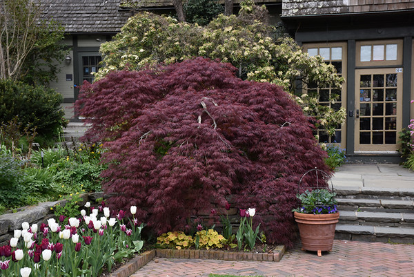 Tamukeyama Japanese Maple