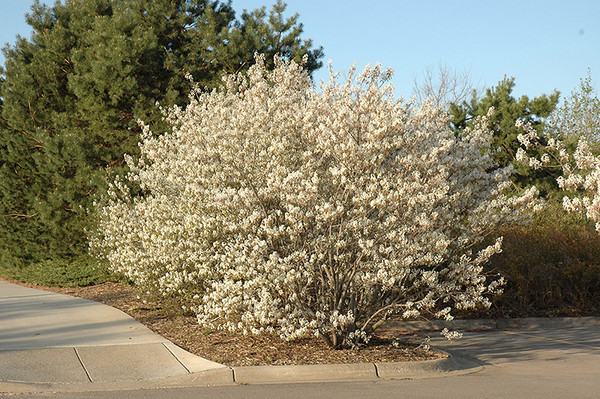 Shadblow Serviceberry
