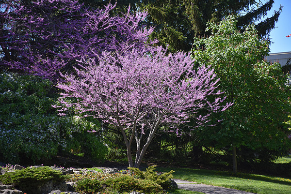 Eastern Redbud