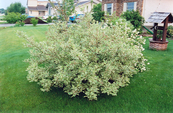 Silver Variegated Dogwood