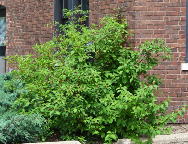 Cardinal Dogwood
