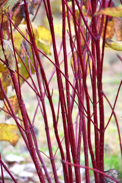 Red Osier Dogwood