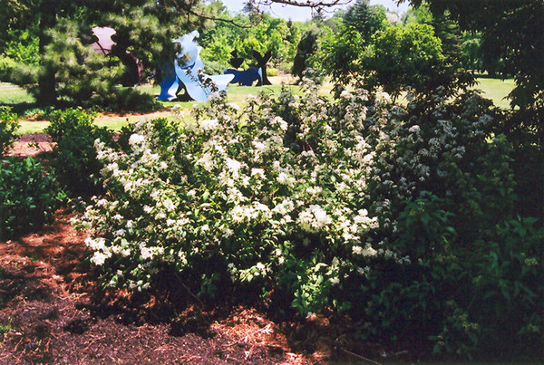 Lemoine Deutzia