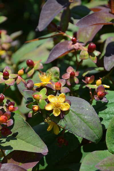 Albury Purple St. John's Wort