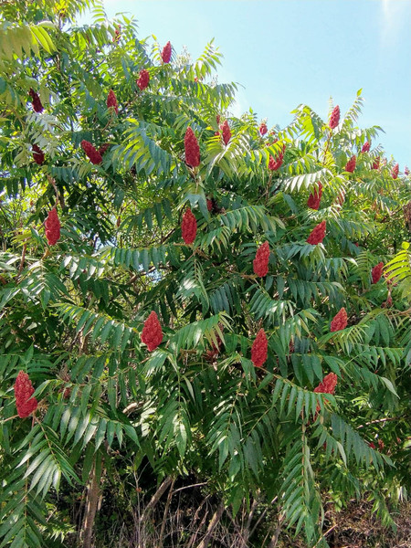 Staghorn Sumac
