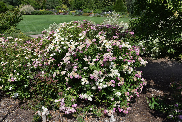 Shirobana Spirea