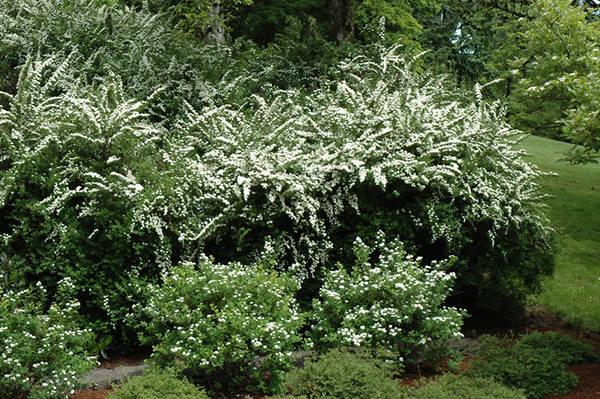 Snowmound Spirea
