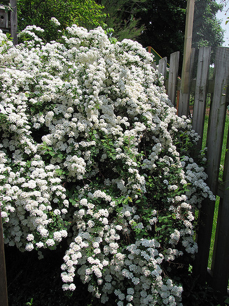 Vanhoutte Spirea