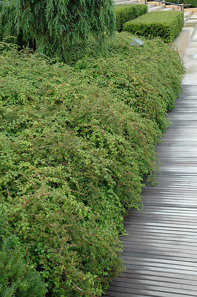 Cutleaf Stephanandra