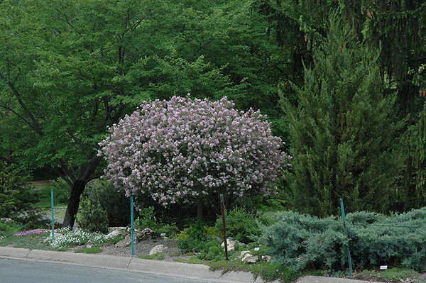 Dwarf Korean Lilac (tree form)