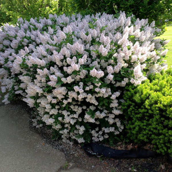 Miss Kim Dwarf Lilac