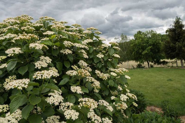 Arrowwood Viburnum