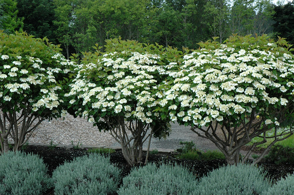 Compact European Cranberry