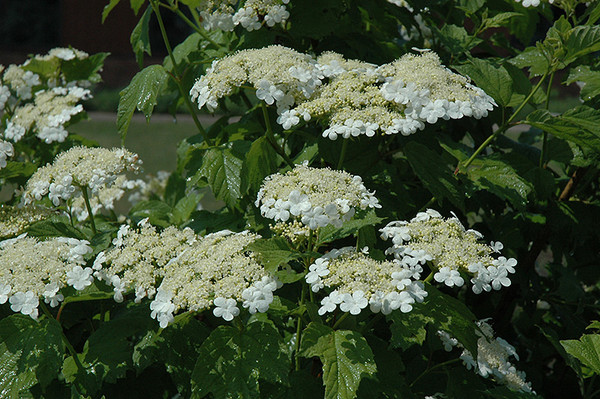 Highbush Cranberry