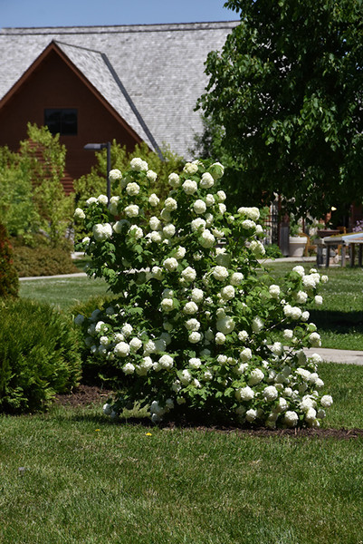 Eastern Snowball Viburnum