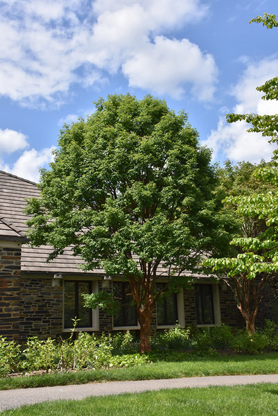 Paperbark Maple