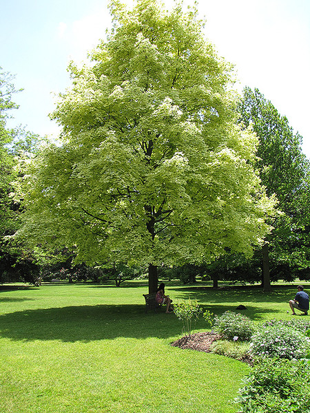 Harlequin Norway Maple
