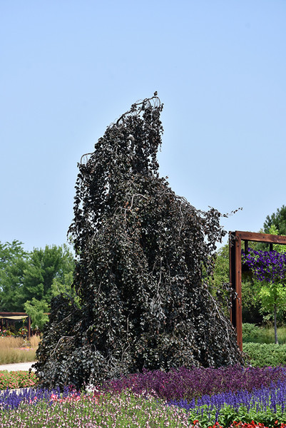 Purple Fountain Beech