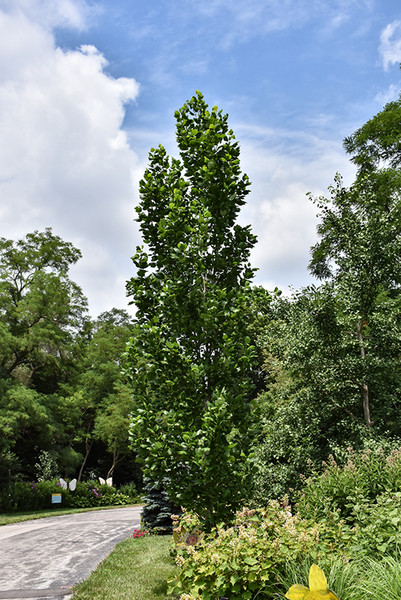 Fastigiatum Tuliptree
