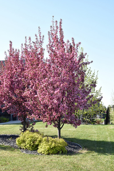 Pink Spires Flowering Crab